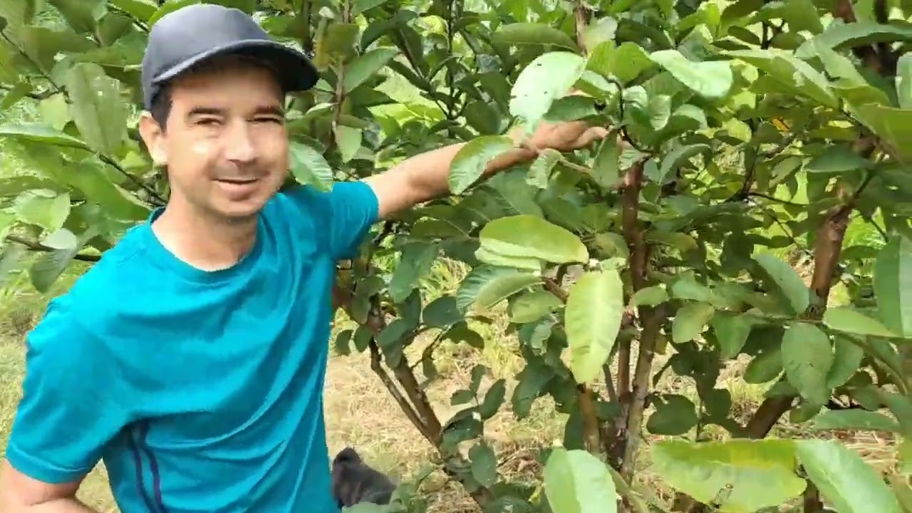 Poda de Produção da Goiaba Gigante, Faz Produzir Muito😉