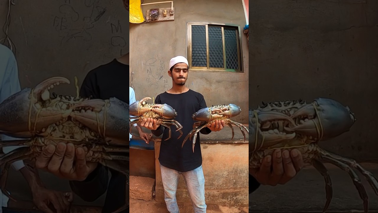 King size mud crab || #shorts #fishing #short #bablusolkar