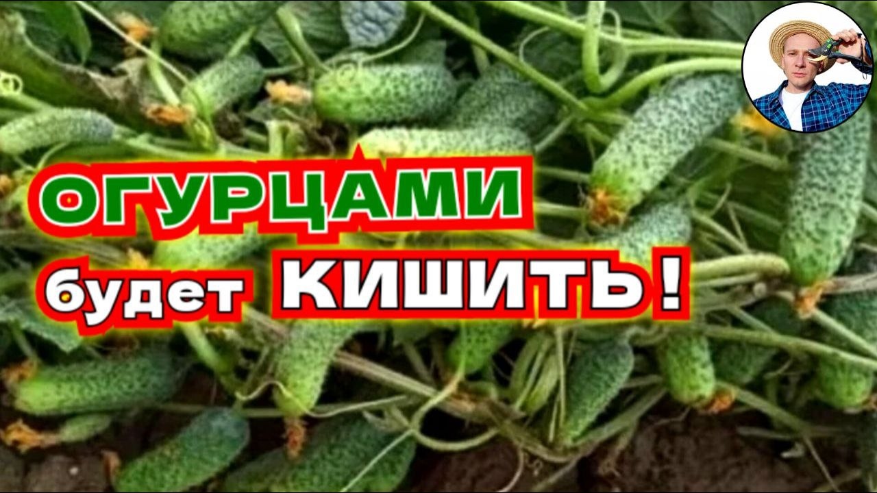 ОГУРЦЫ НЕ РАСТУТ и завязь опадает? Спасем и будут плодоносить непрерывно!