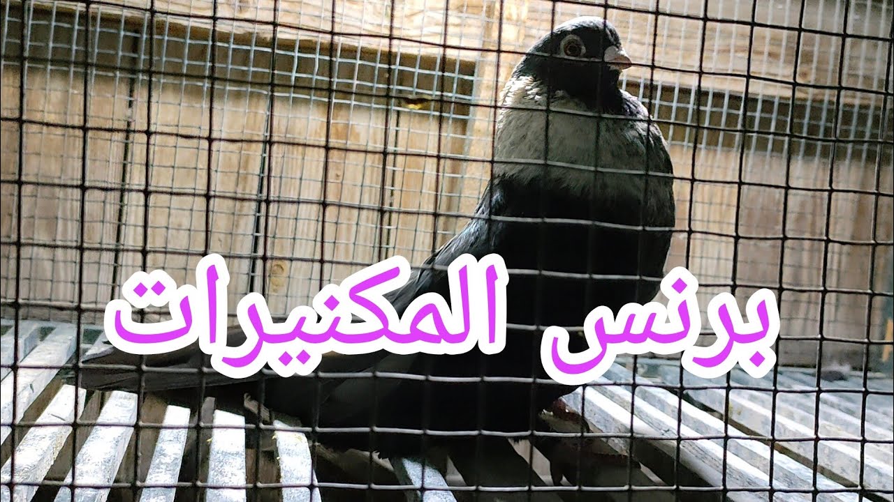 الريحاني  تامر ابو اوفه#دمنهور