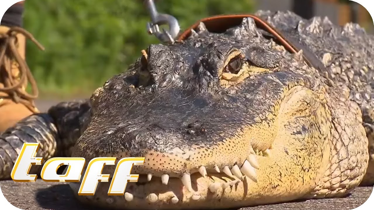 Ein ALLIGATOR als HAUSTIER? | taff | ProSieben