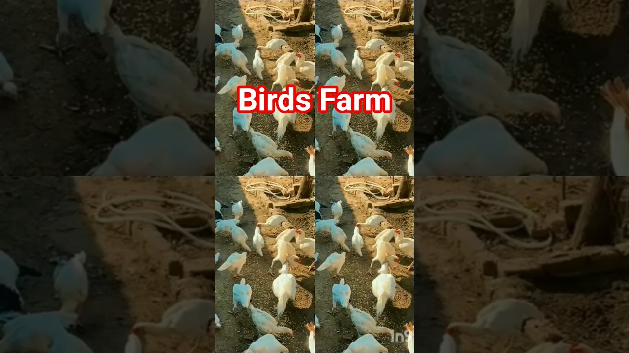 Birds Farm || White Aseel Farm || 