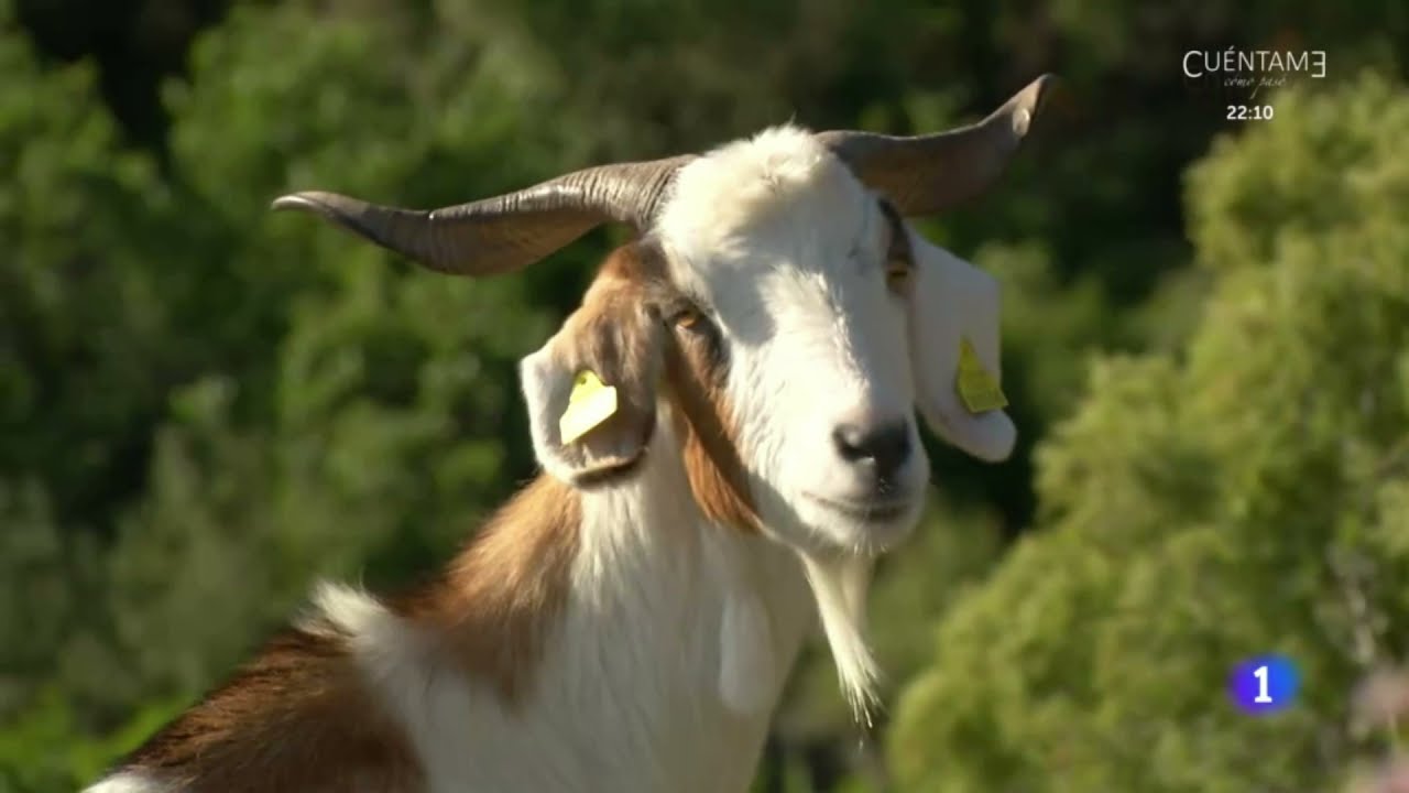 La cabra blanca de Rasquera (📺 RTVE)