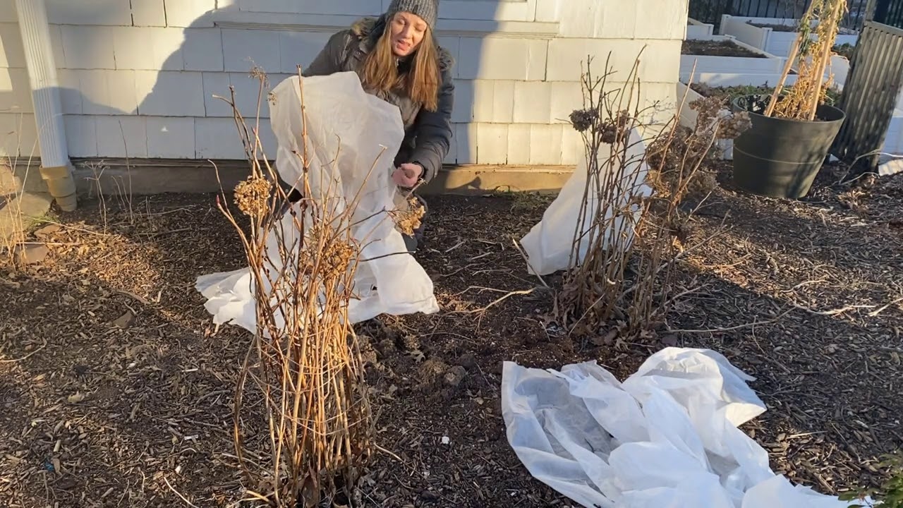 ❄️ Covering Bigleaf Hydrangeas from Hard Freeze ❄️