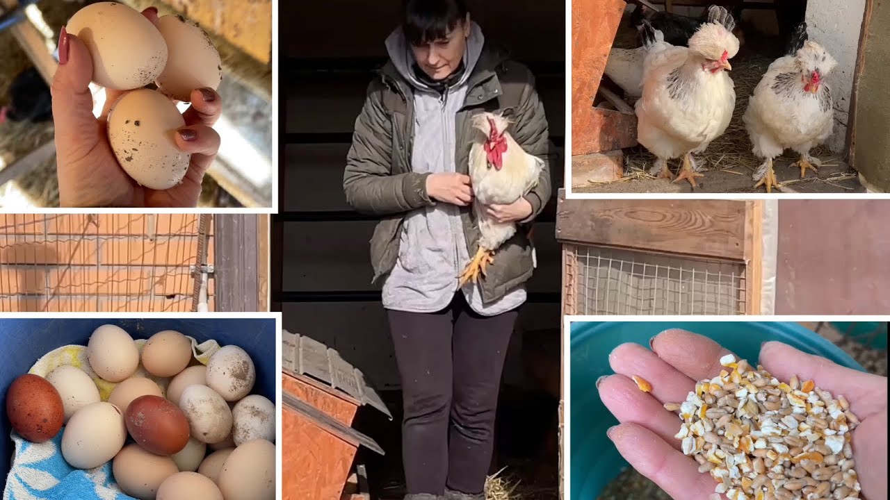ЯЙЦО ДЛЯ ИНКУБАТОРА Когда цыплятам даю зерно