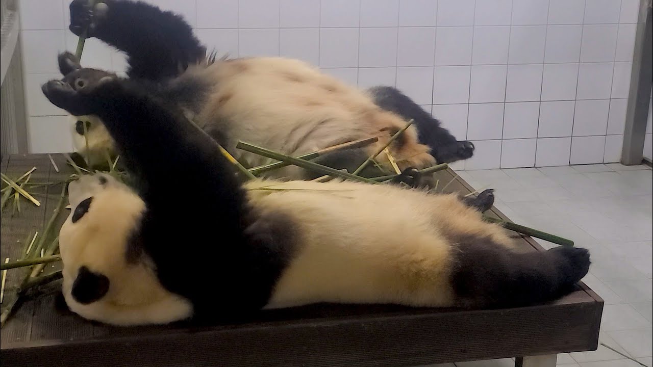[무편집] 푸칼코마니 🐼🐼 판다가족 힐링 일상 모음 Everland Panda World Fubao, Lebao & Aibao