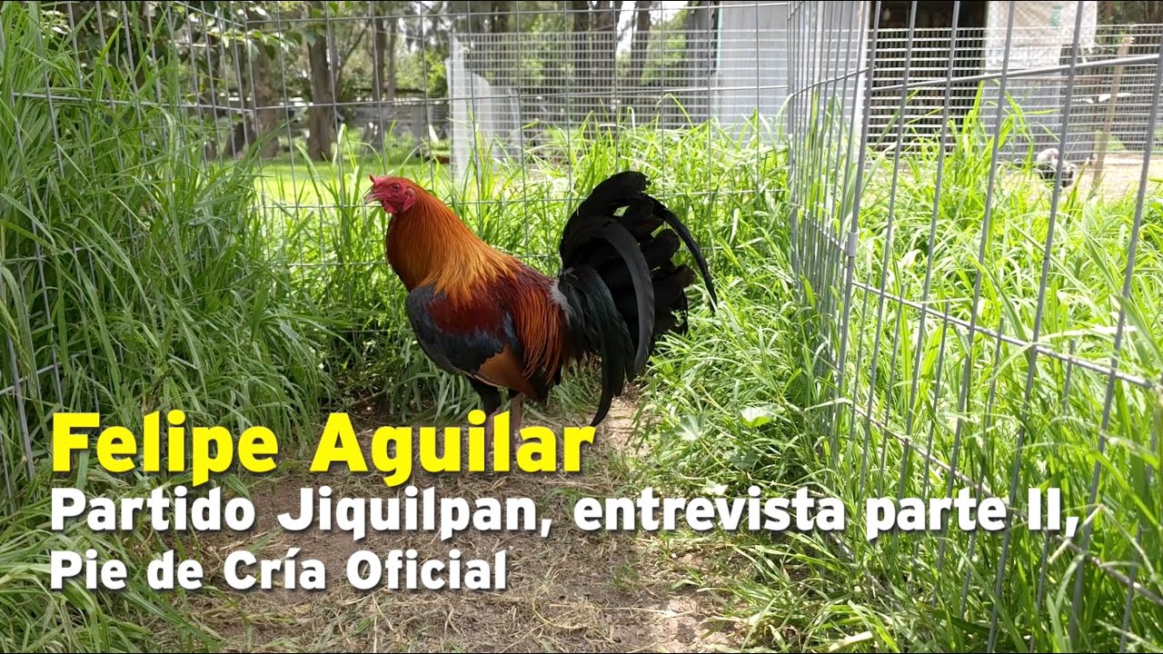 Felipe Aguilar, Partido Jiquilpan, entrevista parte II, Pie de Cría
