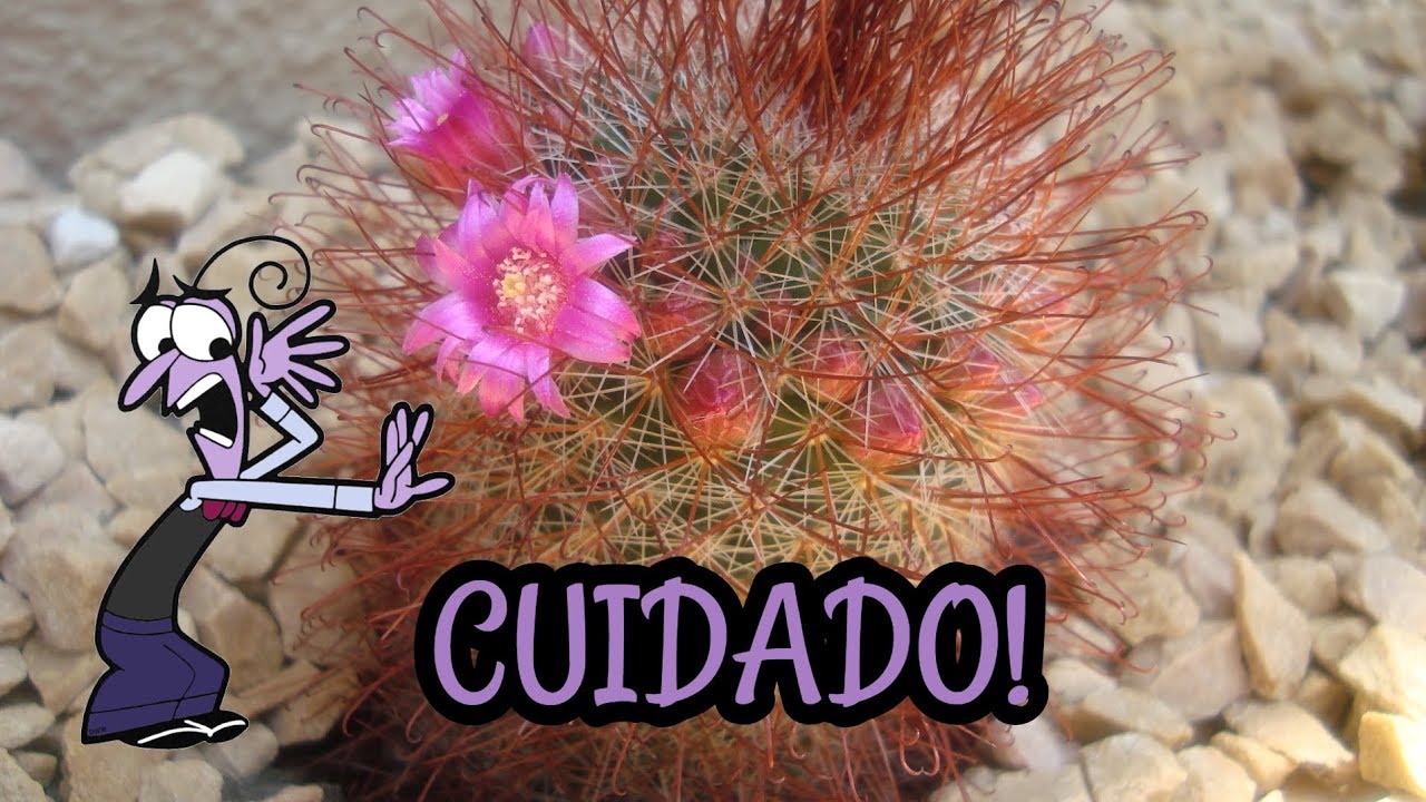 Os Espinhos dos CACTOS são VENENOSOS?