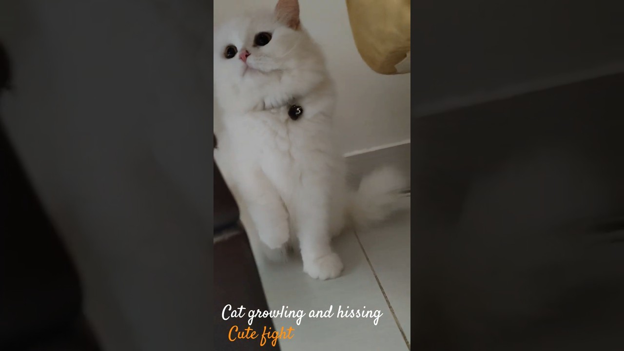 Cat growling and hissing to another cat 