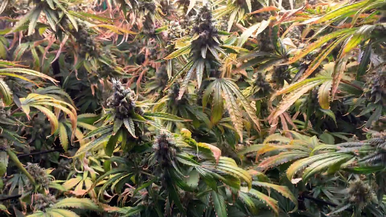 Harvest Time for the Nukeheads Alaskan Thunder Fucks  Powered By #Bloom Plus & Root Box Hydroponics