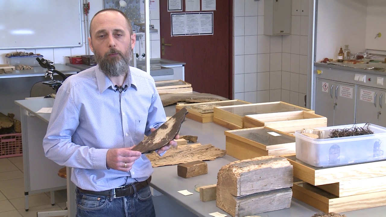 BIODEGRADACJA DREWNA- Wstęp do rozpoznawania żerowisk owadów ksylofagicznych.Dr inż. Bogusław Andres