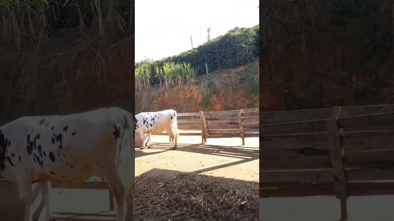 RESULTADO DE COMO FICA A CAMA DO COMPOST APOS REVIRAR A CAMA DAS VACAS. #shorts #compostbarn #agro