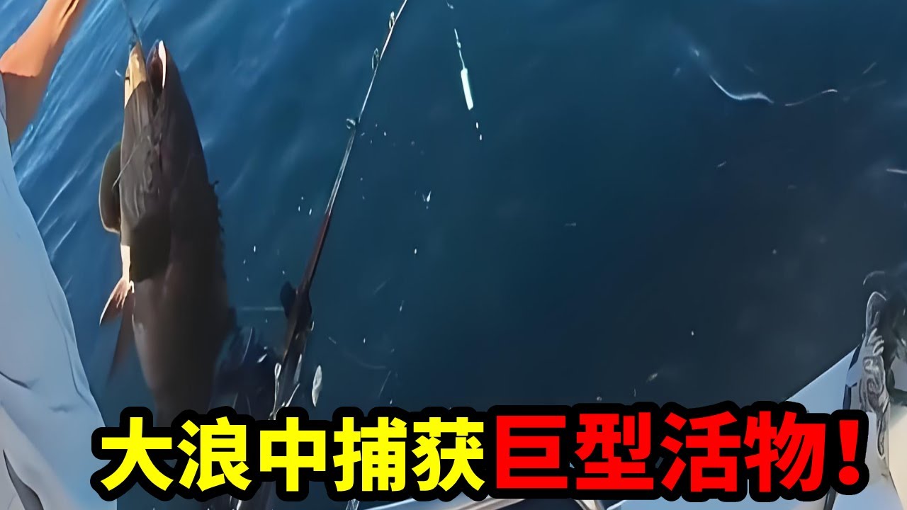 大浪中用“火箭管”當誘餌就是不一樣！捕獲巨型野生魚類，大家猜猜是什麼#大魚 #釣魚 #熱門
