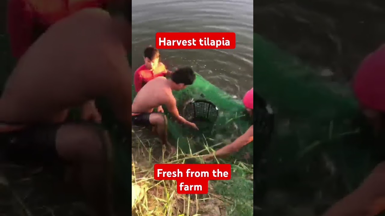 fresh from the farm #livetilapia