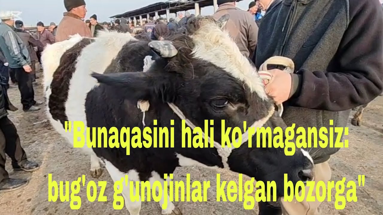 Jizzah v Pahtakor tumani mol bozori 