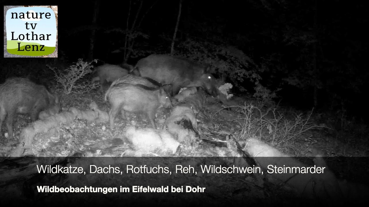 Wildkatze, Dachs, Rotfuchs, Reh, Wildschwein, Steinmarder. Trailcam: Coolife H881 wifi