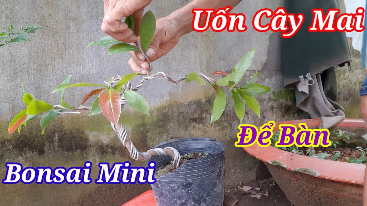 Techniques of Cutting and Bending apricot Tree Mini Desktop Bonsai.