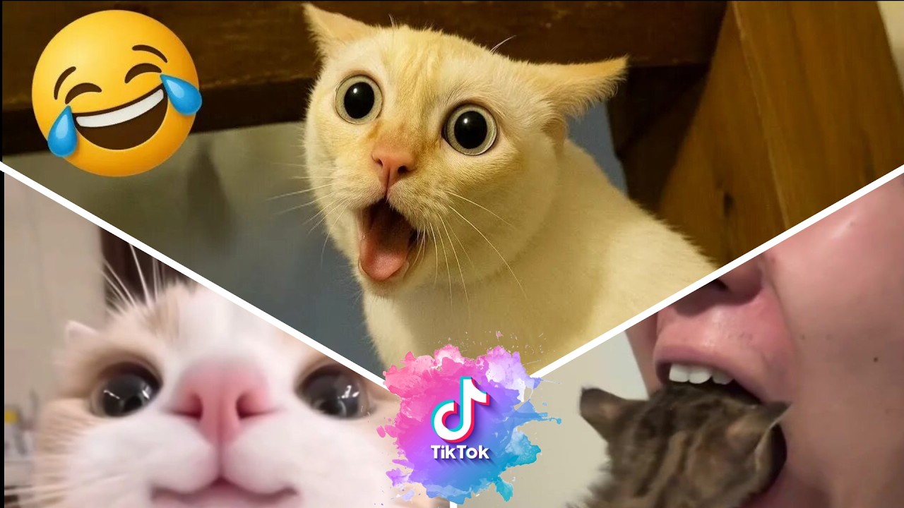 Bruschimichis 😹 | Funniest Cat Videos & Hilarious Moments #18