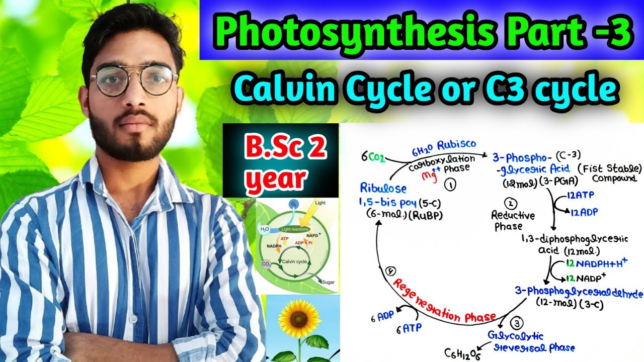 Calvin cycle|| C3-cycle || Photosynthesis part-3|| B.Sc 2 year Plant physiology
