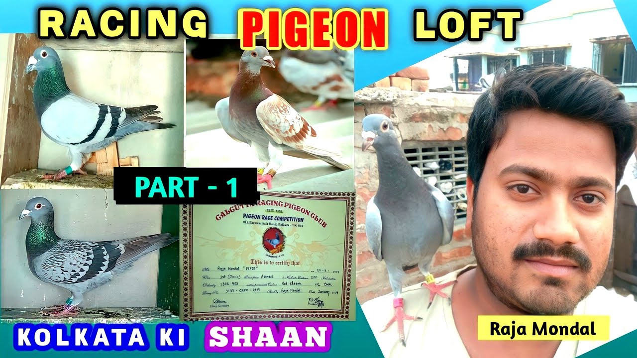 Racing Pigeon Loft  In  KOLKATA ||  Homer Kabootar Raja Mondal Calcutta Racing pigeon