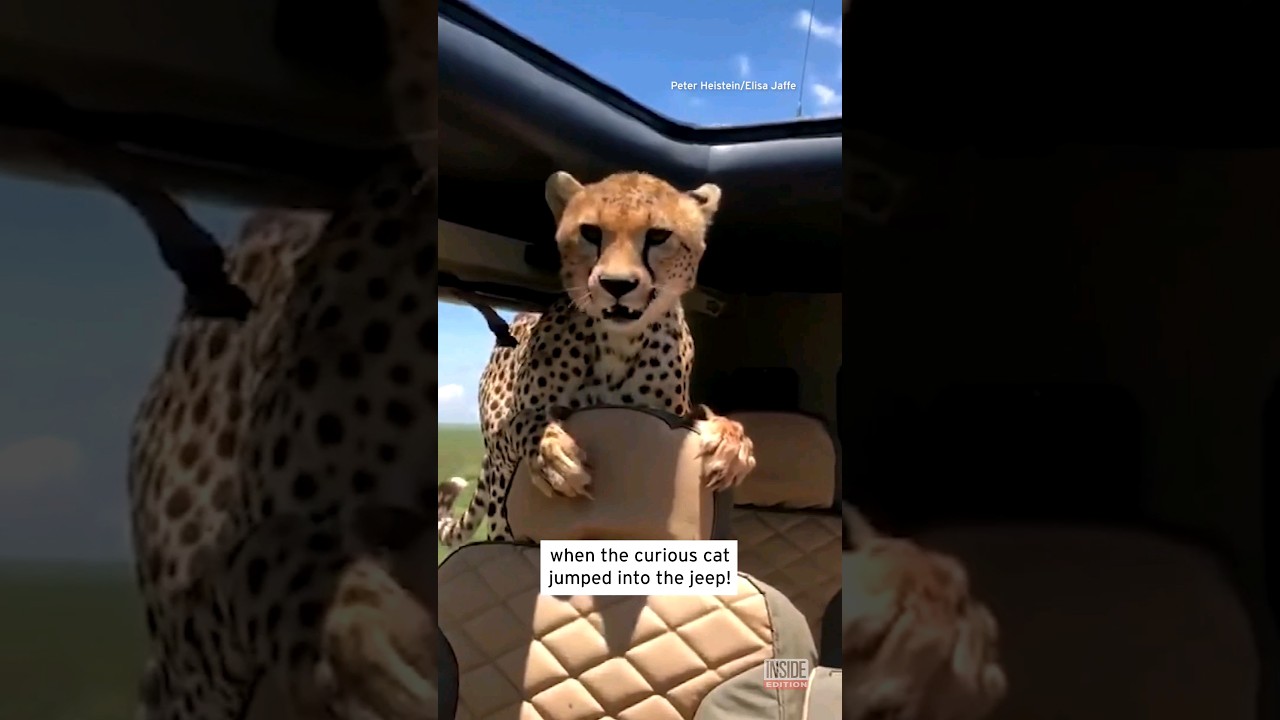 Cheetah Looks Over Frightened Man's Shoulder 