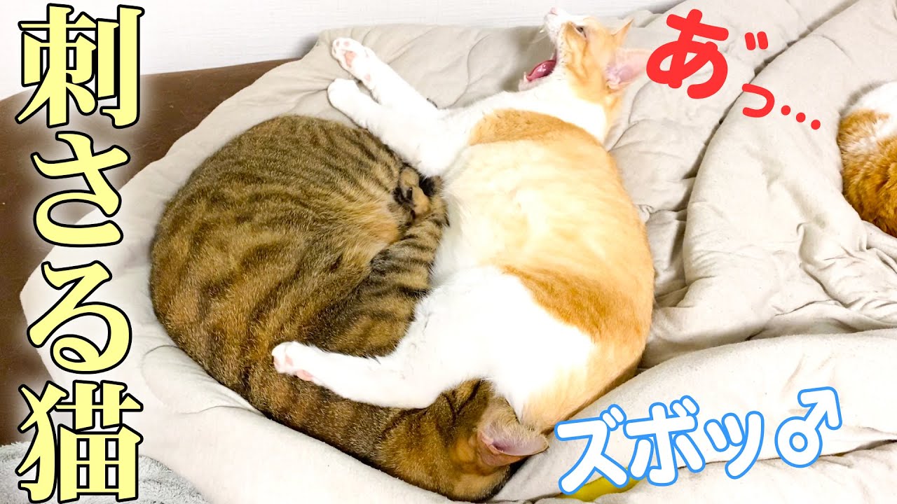 猫のお尻に猫が刺さっていました。