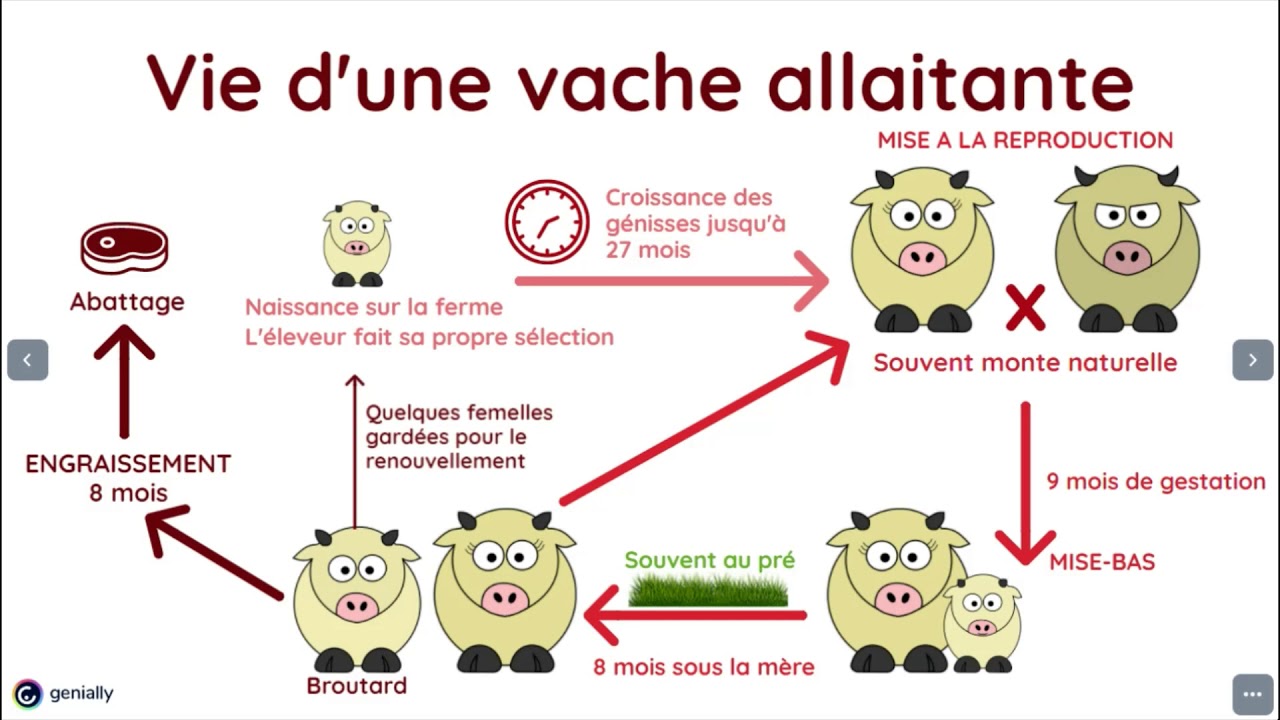 L'élevage bovin allaitant