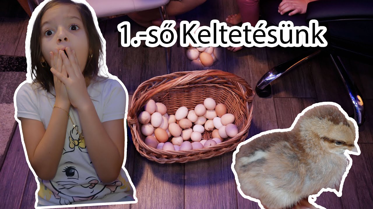Első csibekeltetésünk 🐣