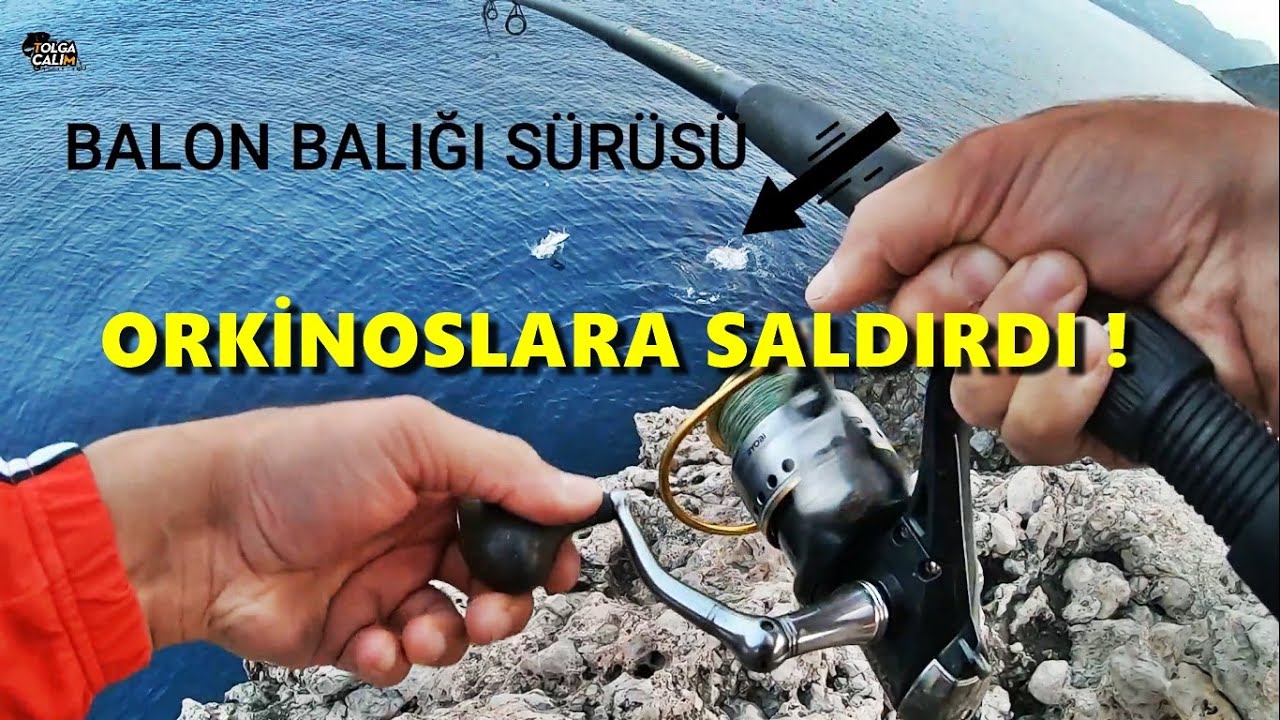 BALON BALIKLARI TUTTUĞUMUZ BALIKLARI YEMEYE ÇALIŞTI / Kendi Etleriyle Yakaladım ! #pufferfish 🐡