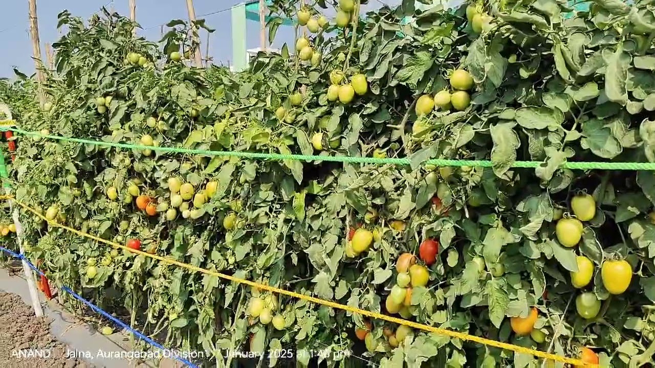 #Kalash seeds all  top variety tomato
