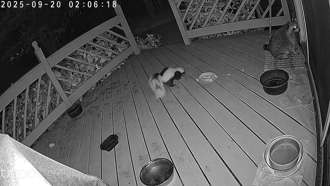 2025 09 20 0204 0207 Raccoon waiting for food and a skunk (Price Charming) looking for some also