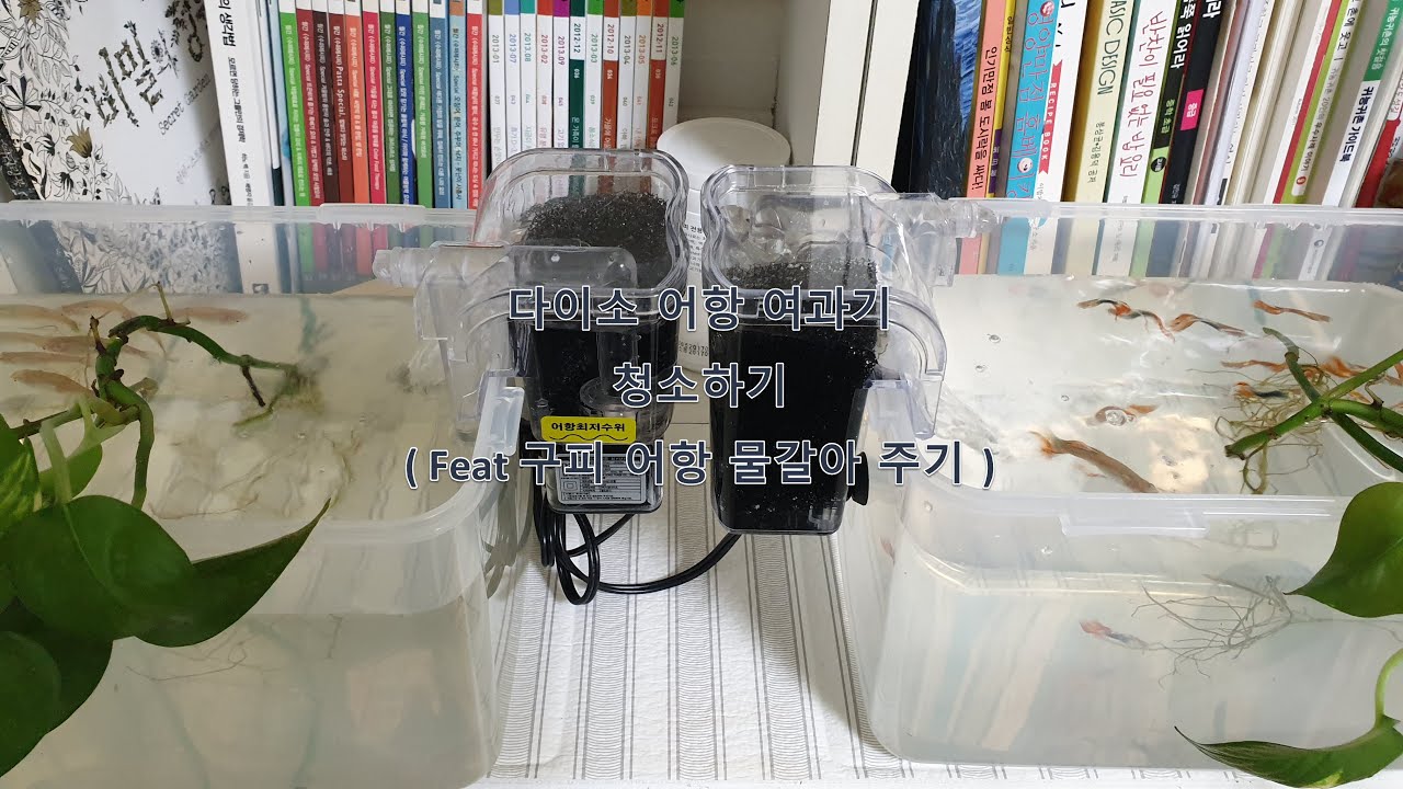 구피 어항 청소 - 5천원 짜리 다이소 어항 여과기 청소와 어항 물갈아주기~!