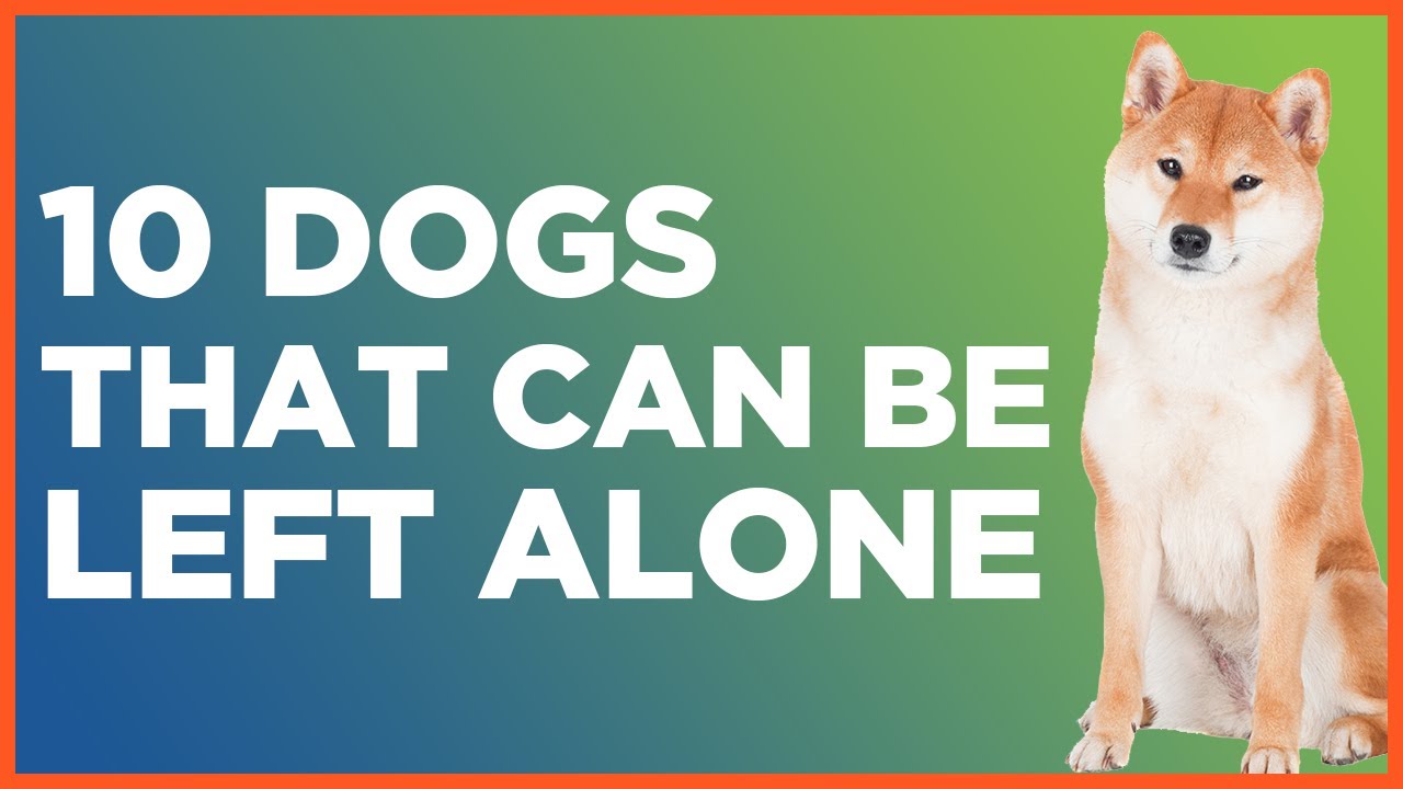 10 Dogs That Can Be Left Alone