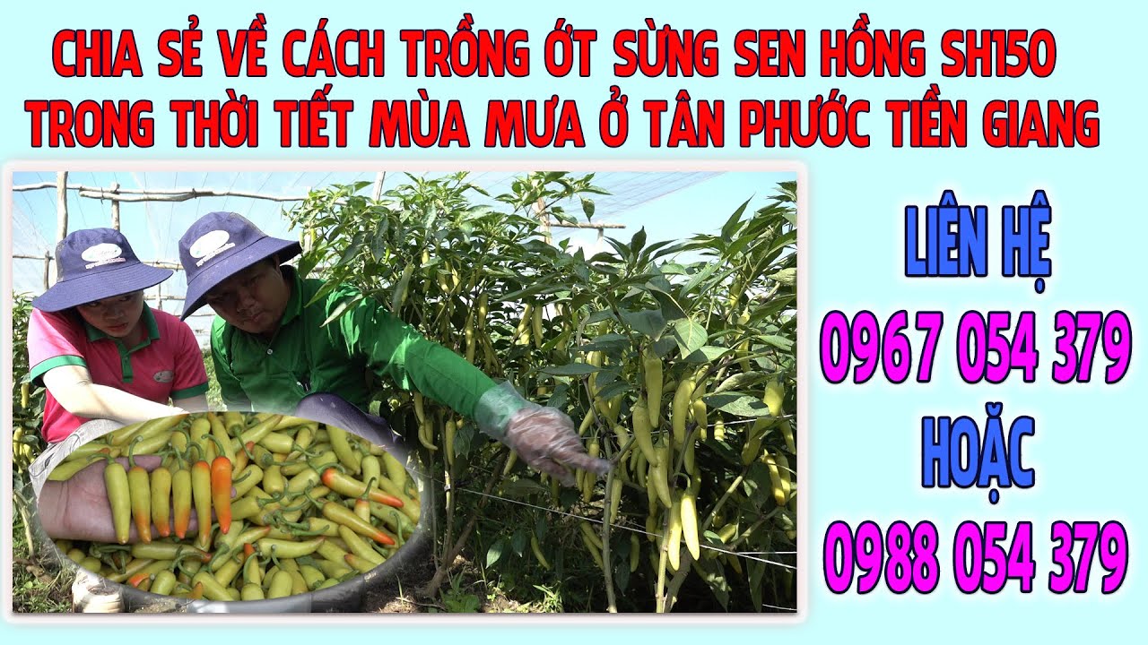 CHIA SẺ VỀ C&Aacute;CH TRỒNG ỚT SỪNG SEN HỒNG SH150 TRONG THỜI TIẾT M&Ugrave;A MƯA Ở T&Acirc;N PHƯỚC TIỀN GIANG