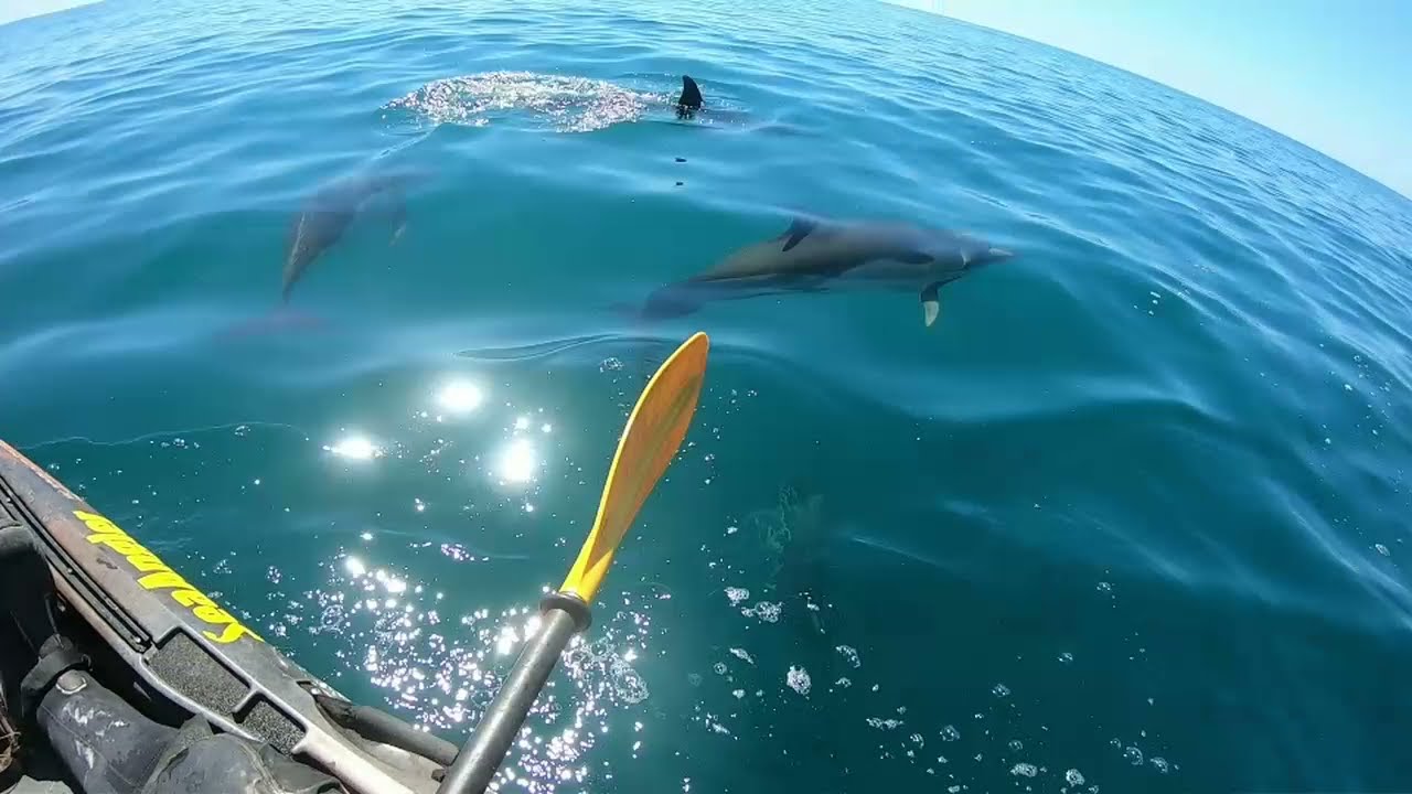 DOLPHINS IN THE CELTIC DEEP