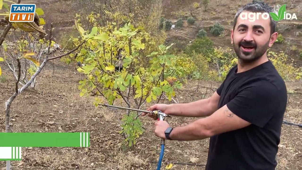 İncir Bah&ccedil;elerinde Kış Bakım Uygulaması Nasıl Olur?