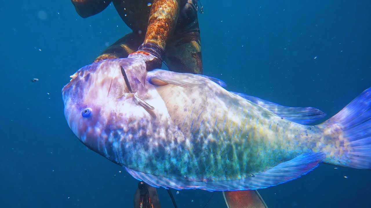 Spearfishing the Big 10 Challenge