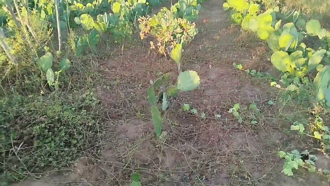 Antes e depois do herbicida na palma #agro #pecuarista #fazenda 
