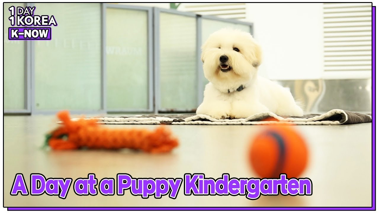 [1DAY 1KOREA: K-NOW] Ep.55 Puppy Kindergarten for Pet Parents (바쁜 현대 사회! 우리도 유치원 간다멍~)