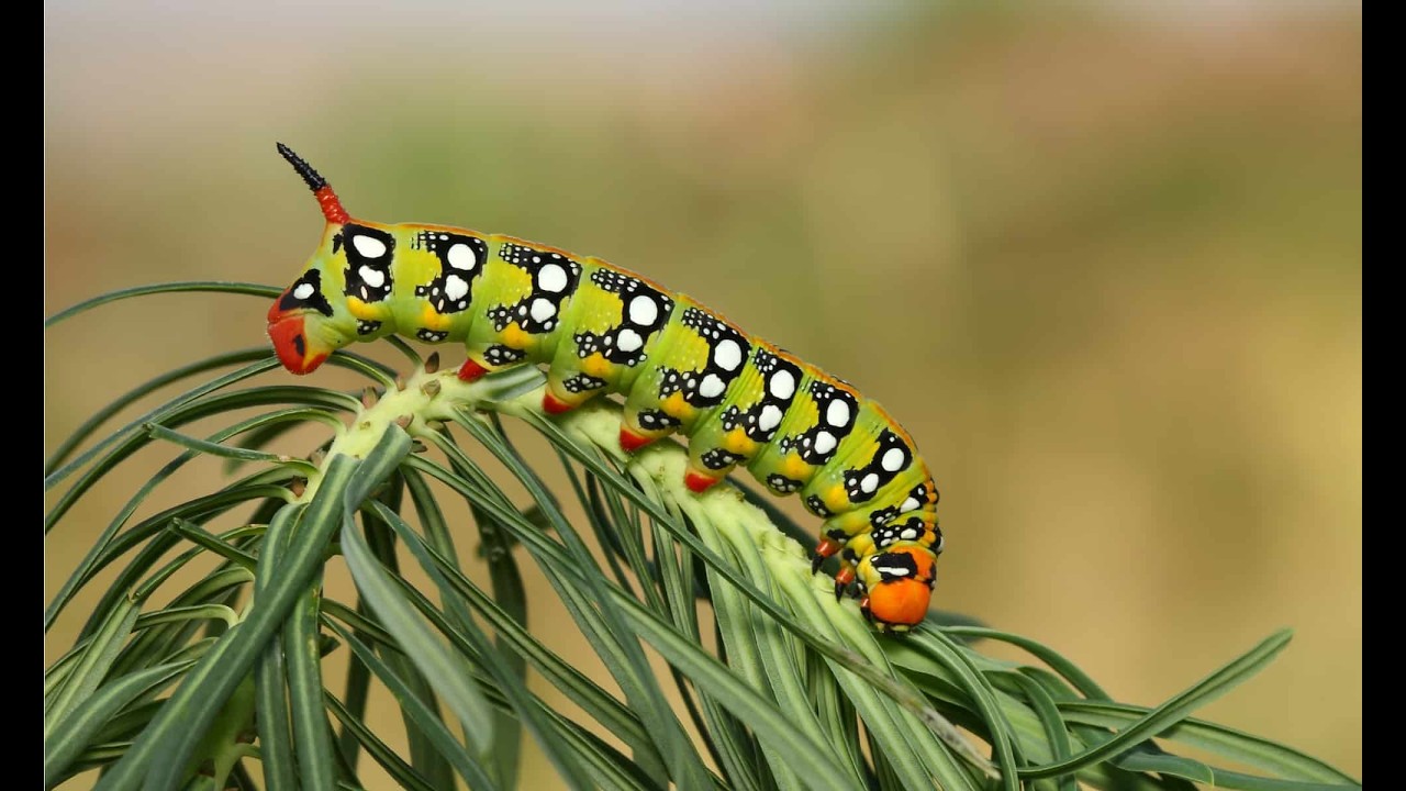 Caterpillars: Nature's Crawling Wonders Unveiled!