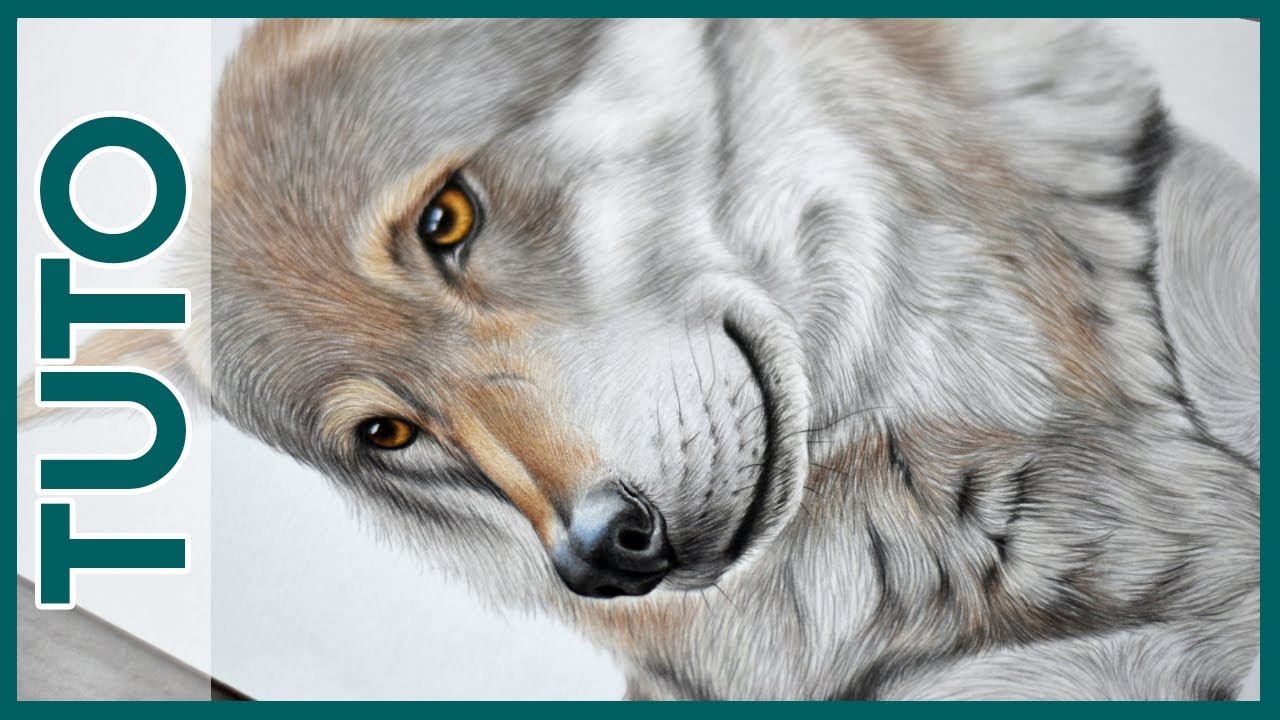Tuto dessin, fourrure de loup au crayon de couleur