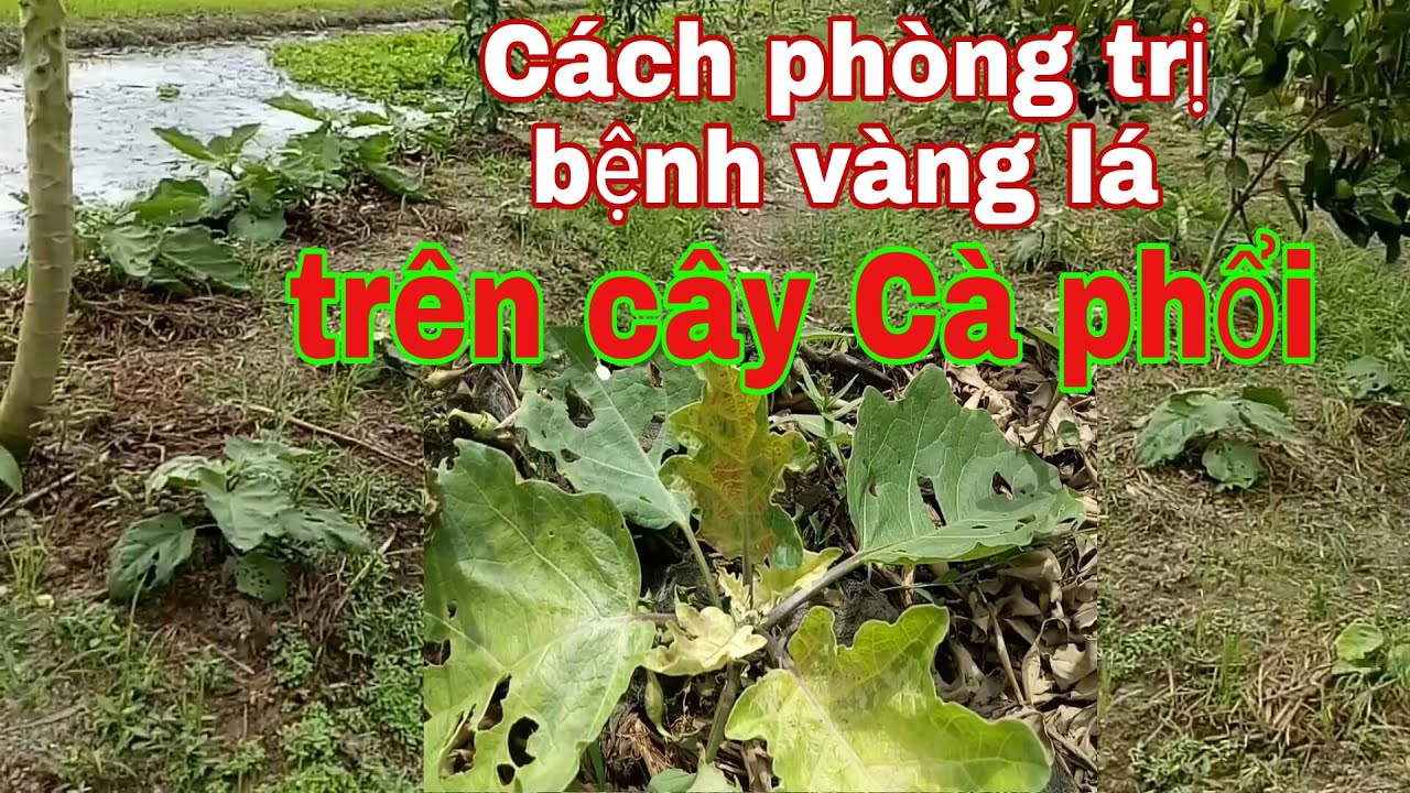Thuốc phòng trị bệnh vàng lá thối trái trên cây Cà tím Tâm Thành TV