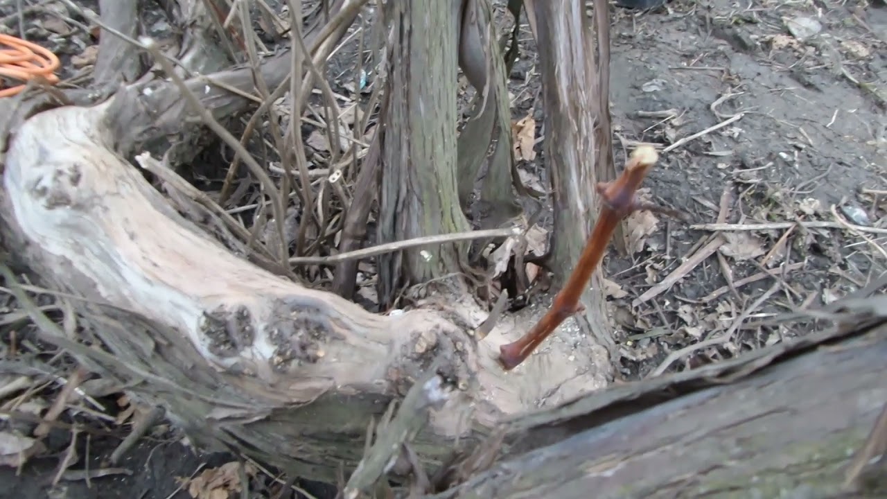 i 1 Прививка Дрелью Итальянская на Ствол лозу Винограда Grafting vine Grape with DRILL 20210322