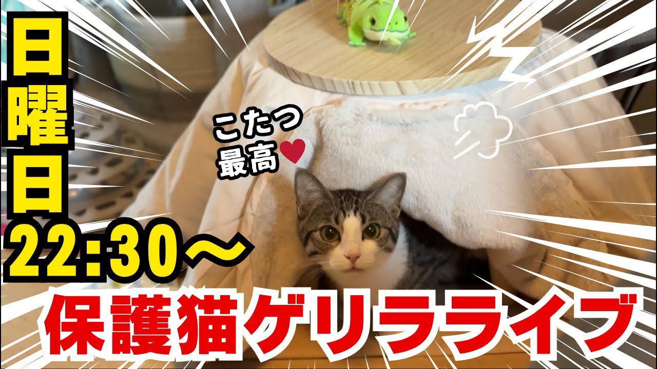 日曜日は、猫と一緒ライブ