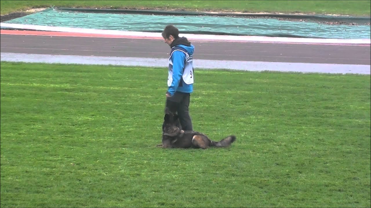 Schweizermeister BH 3    2014