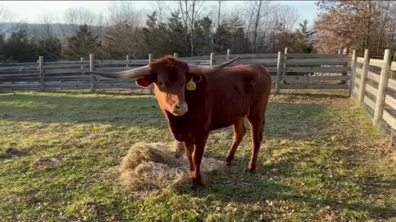 Slaughterhouse-bound steer gets new lease on life at animal sanctuary