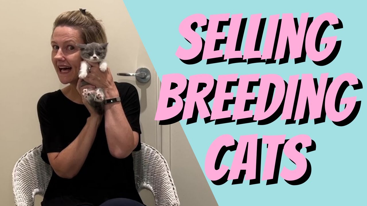 Before you sell a breeding cat watch this