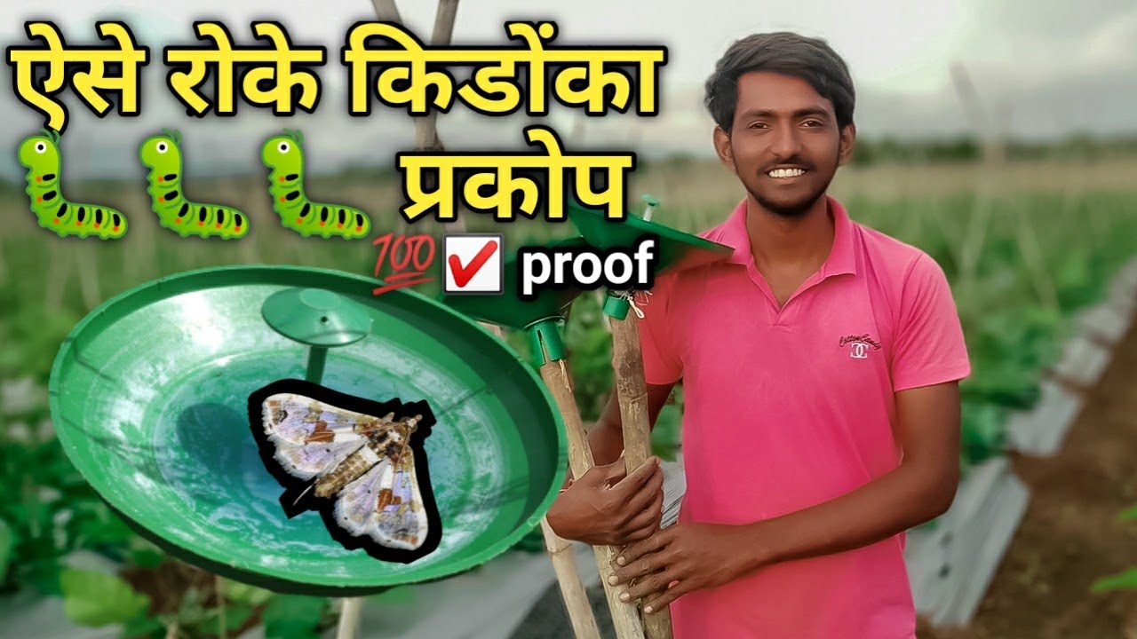 Brinjal 🍆shoot and fruit borer 🐛🐛🐛incect control by Pheromone trap's || with100 %proof||indi