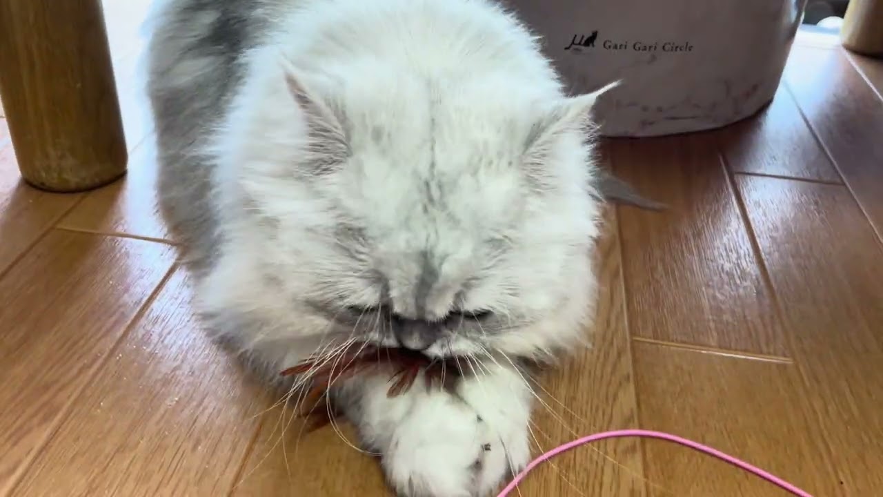 しろいもふもふ猫