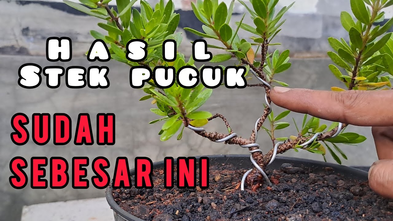 Pengaraham cabang & penggantian pot santigi hasil stek pucuk